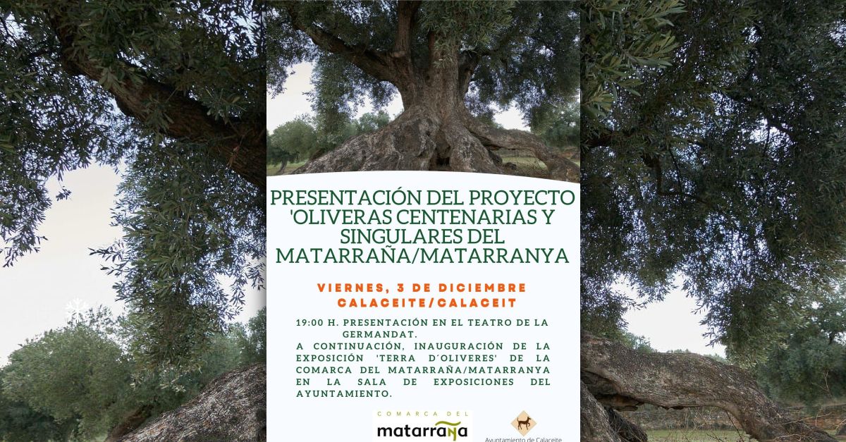 Presentaci del projecte Oliveres centenries i singulars del Matarranya