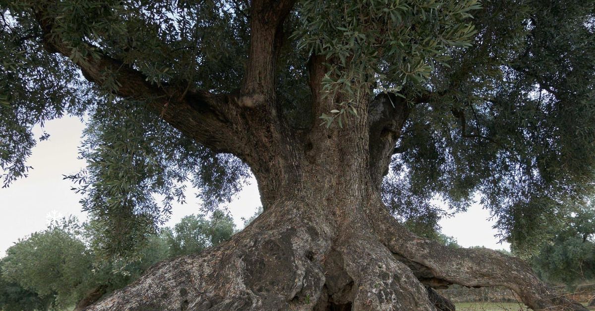 Presentaci del projecte Oliveres centenries i singulars del Matarranya | EbreActiu.cat, revista digital d’oci actiu | Terres de l’Ebre ...