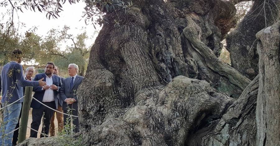 Les oliveres millenries del Snia protagonitzen una jornada de reconeixement | EbreActiu.cat, revista digital d’oci actiu | Terres de l’Ebre ...