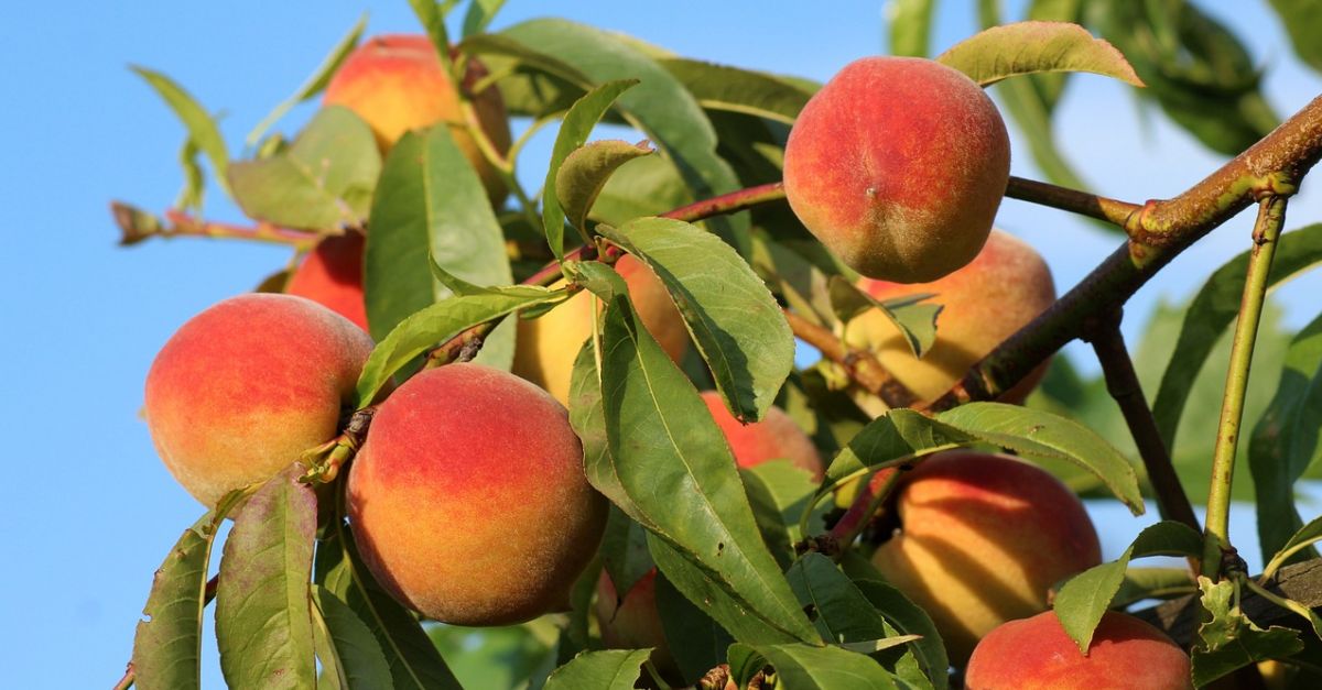 La FCAC presenta un pla pioner per prevenir el malbaratament de fruita | EbreActiu.cat, revista digital d’oci actiu | Terres de l’Ebre ...