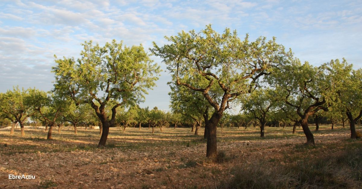 El preu de l’ametlla cau en una campanya condicionada per la producci rcord dels Estat Units | EbreActiu.cat, revista digital d’oci actiu | Terres de l’Ebre ...