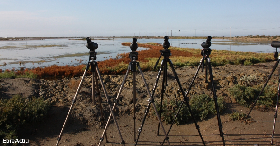 La feria ornitolgica ms importante del Mediterranio llega al Delta del Ebro con actividades para todos | EbreActiu.cat, revista digital de ocio activo | Terres de l’Ebre...