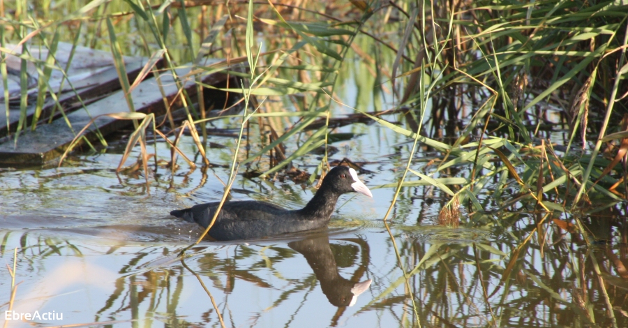 La feria ornitolgica ms importante del Mediterranio llega al Delta del Ebro con actividades para todos | EbreActiu.cat, revista digital de ocio activo | Terres de l’Ebre...