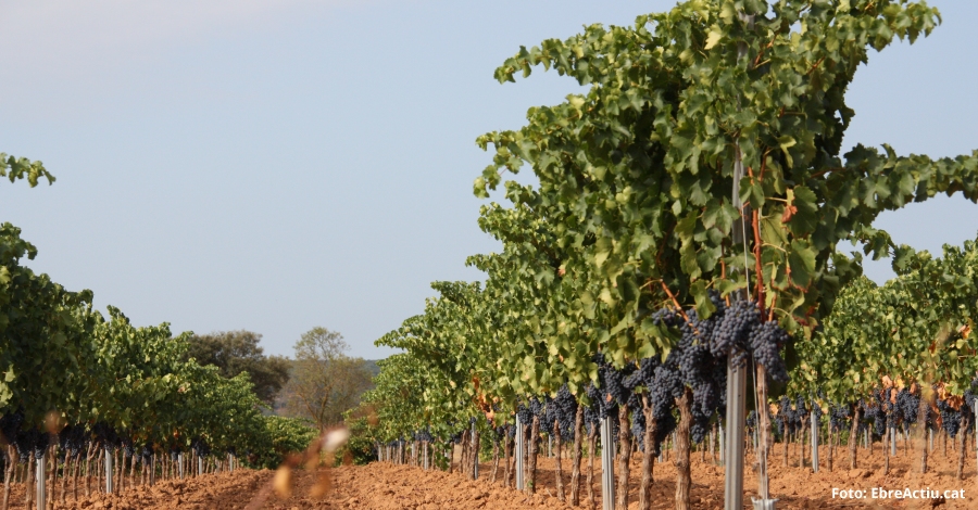 Els vins de la DO Terra Alta, protagonistes de la 31a edici de la Festa del Vi | EbreActiu.cat, revista digital d’oci actiu | Terres de l’Ebre ...