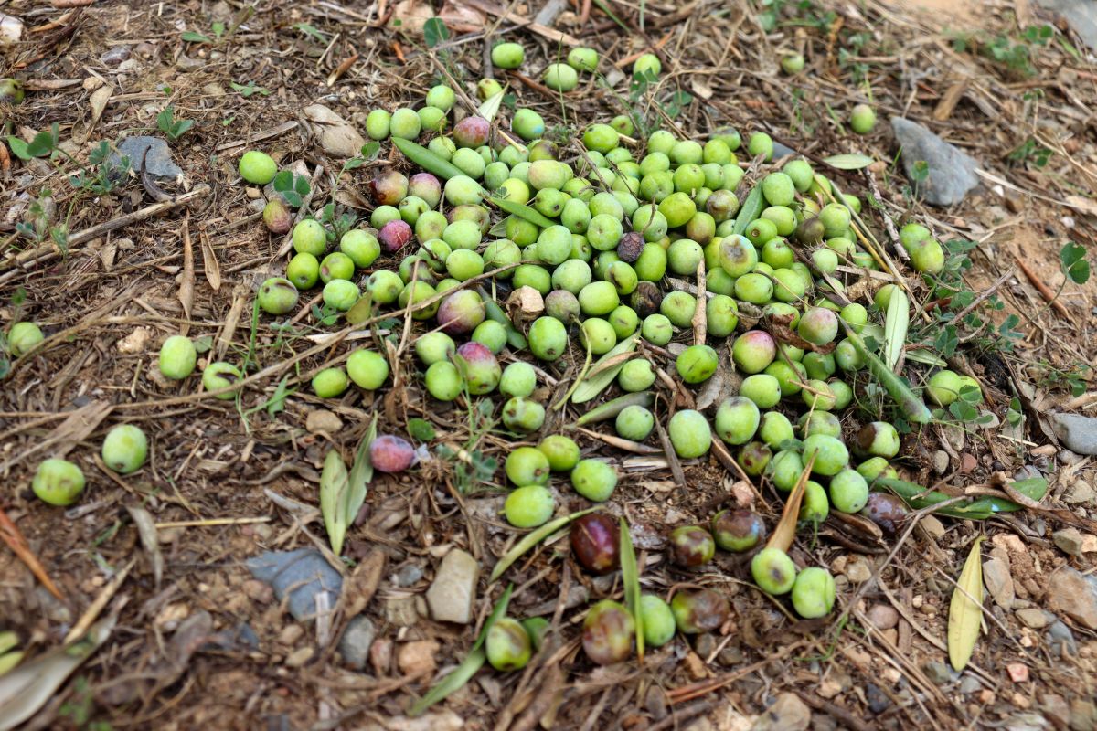 Uni de Pagesos preveu una collita d’olives molt baixa al Camp de Tarragona i l’Ebre per la sequera | EbreActiu.cat, revista digital d’oci actiu | Terres de l’Ebre ...