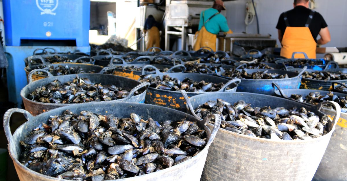 La producci de musclo al Delta caur un 15% perqu se n’ha cultivat menys i hi ha ms exemplars petits | EbreActiu.cat, revista digital d’oci actiu | Terres de l’Ebre ...