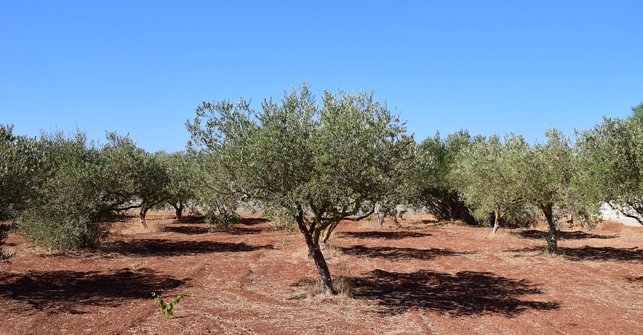 Productors d’oli de la Terra Alta visiten la Toscana | EbreActiu.cat, revista digital d’oci actiu | Terres de l’Ebre ...