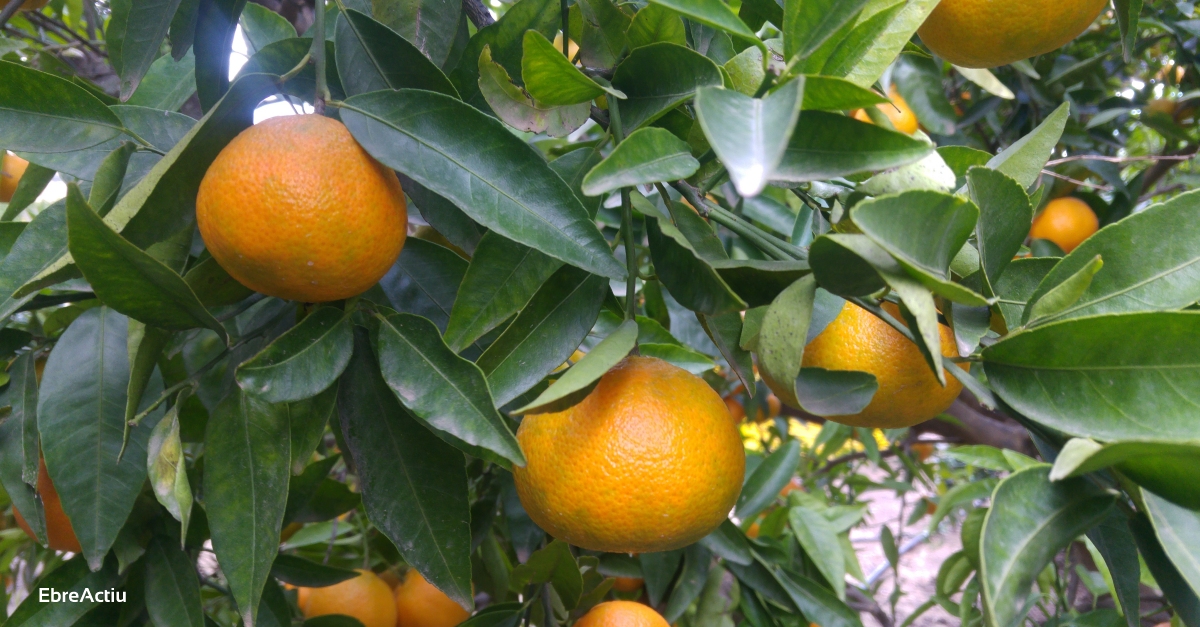 El Programa de fruita a les escoles lliura una bossa de clementines de les Terres de l’Ebre a les famlies dels infants que hi participen | EbreActiu.cat, revista digital d’oci actiu | Terres de l’Ebre ...