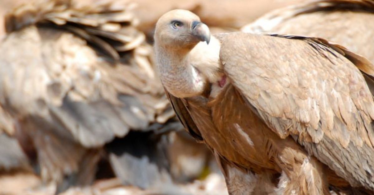 S’aprova el Projecte de decret del Catleg de fauna salvatge autctona amenaada | EbreActiu.cat, revista digital d’oci actiu | Terres de l’Ebre ...