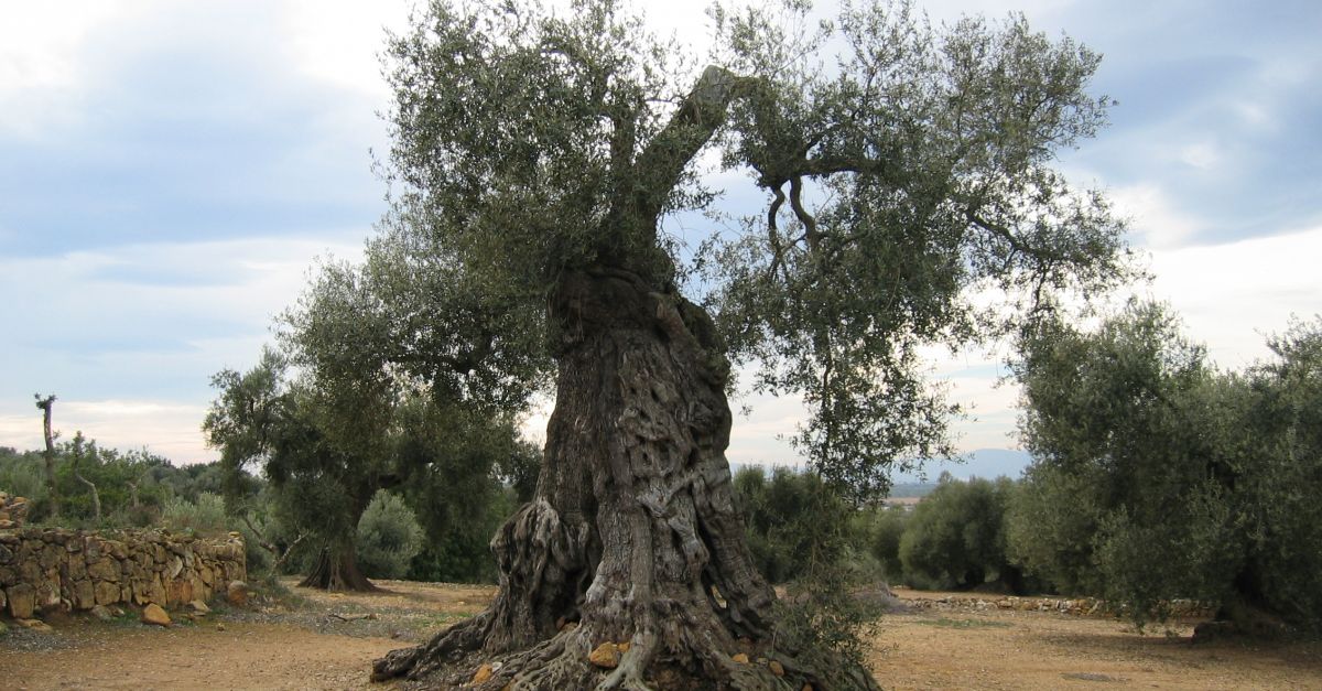 Propietaris i pagesos exigeixen els ajuts que preveu la llei de les oliveres monumentals | EbreActiu.cat, revista digital d’oci actiu | Terres de l’Ebre ...