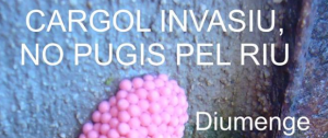 Cargol invasiu, no pugis pel riu