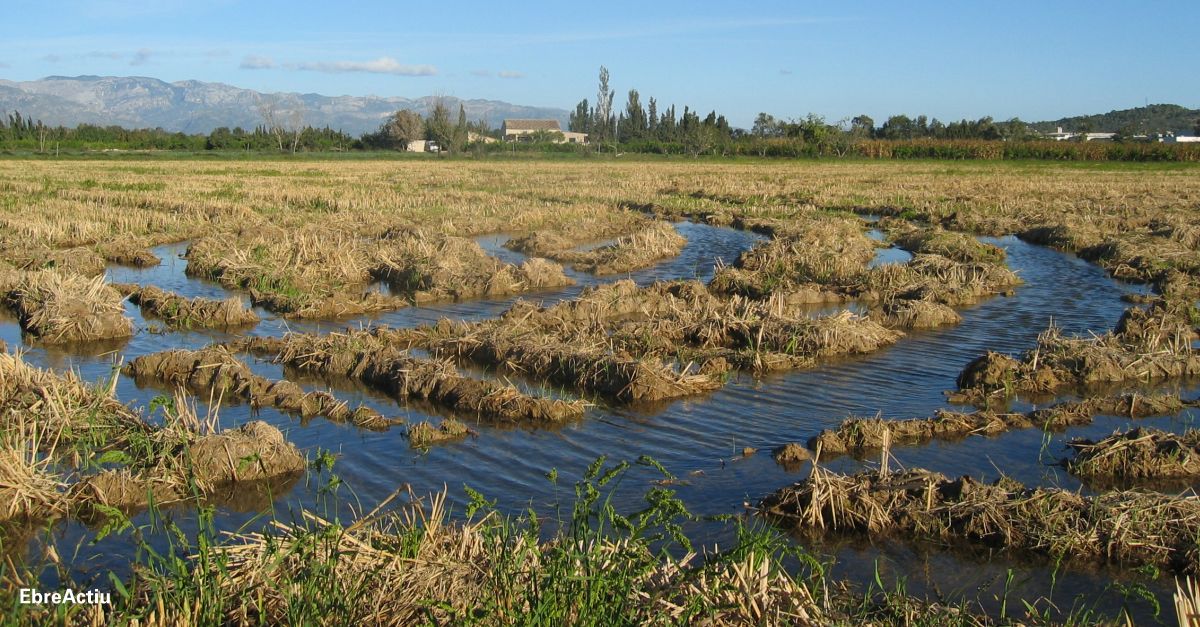 La plaga del pug i una pedregada a l’agost frenen la producci d’arrs | EbreActiu.cat, revista digital d’oci actiu | Terres de l’Ebre ...