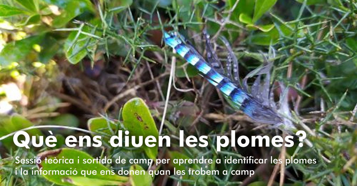 Qu ens diuen les plomes?