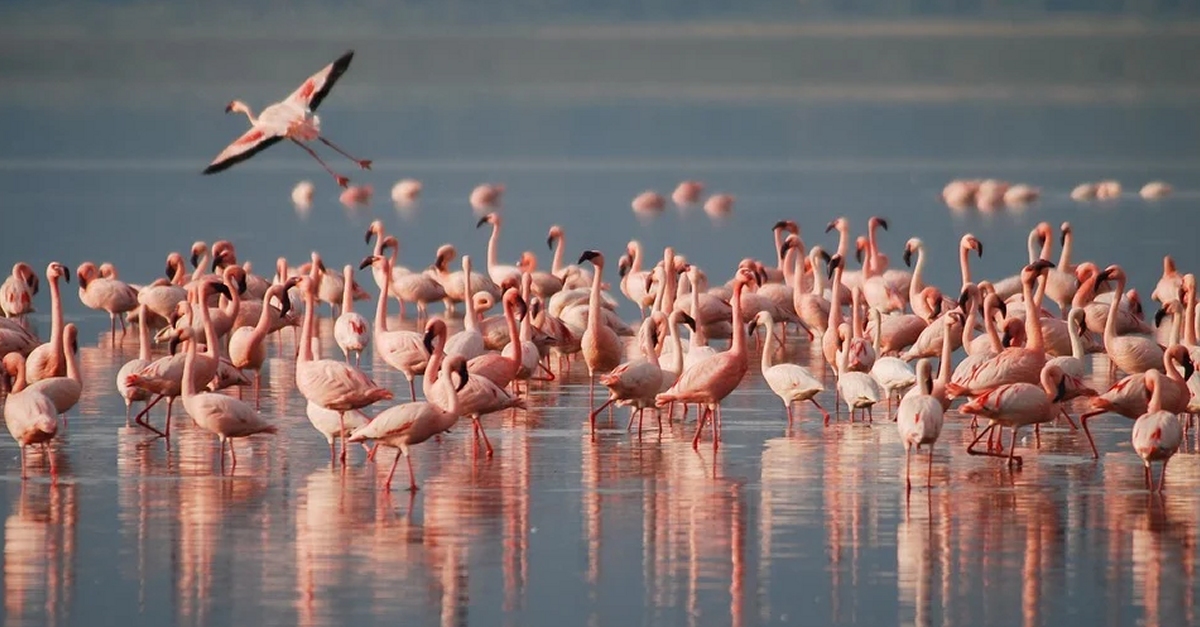 MnNatura Delta: Y que como con este pico?