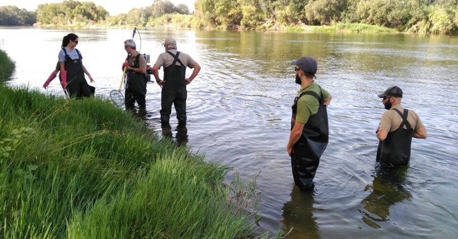 Quedan lampreas en el Ebro? | EbreActiu.cat, revista digital de ocio activo | Terres de l’Ebre...