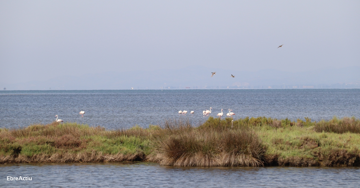 Com ser el delta de l’Ebre en un futur protagonitzat pel canvi climtic? | EbreActiu.cat, revista digital d’oci actiu | Terres de l’Ebre ...