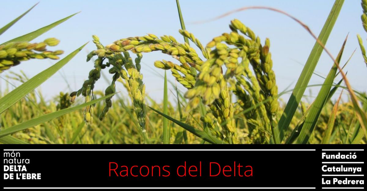 MonNatura Delta: Racons del Delta - Especial Setmana Santa