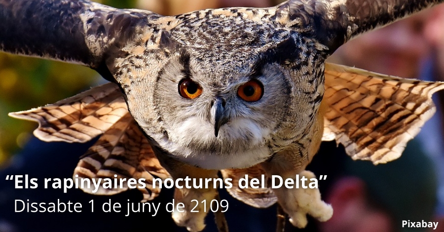 Rapaces nocturnas del Delta