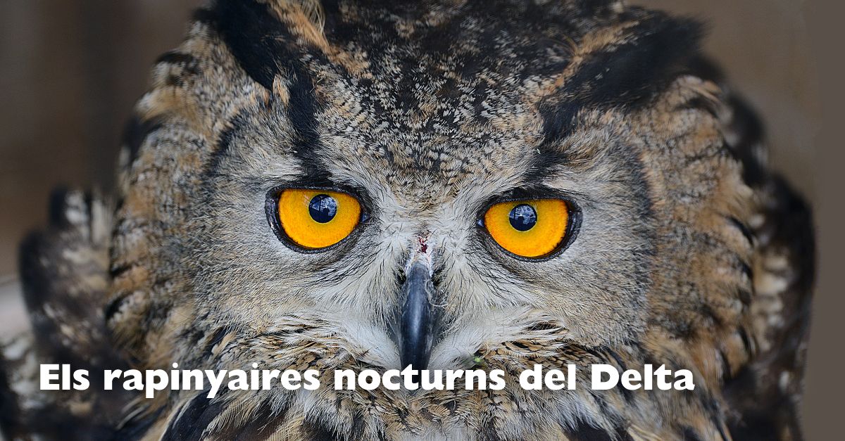 Els rapinyaires nocturns del Delta