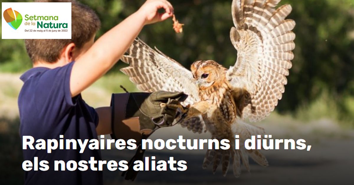 Setmana de la Natura: Rapaces nocturnas y diurnas, nuestras aliadas