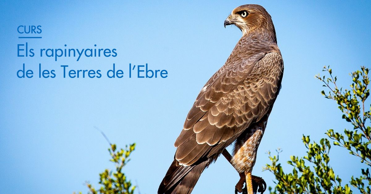 Las rapaces de las Terres de lEbre