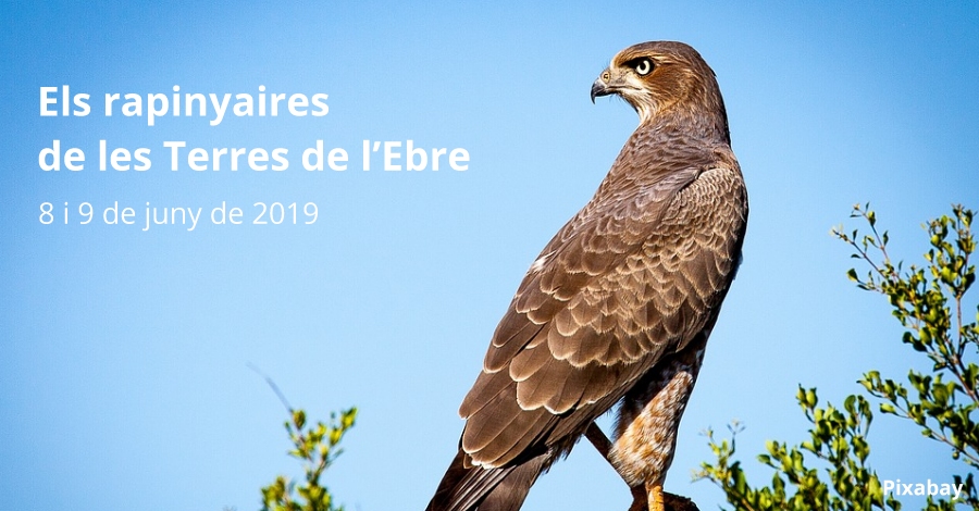 Las rapaces de las Terres de lEbre