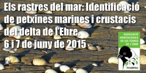 Els rastres del mar: Identificaci de petxines marines i crustacis del delta de lEbre