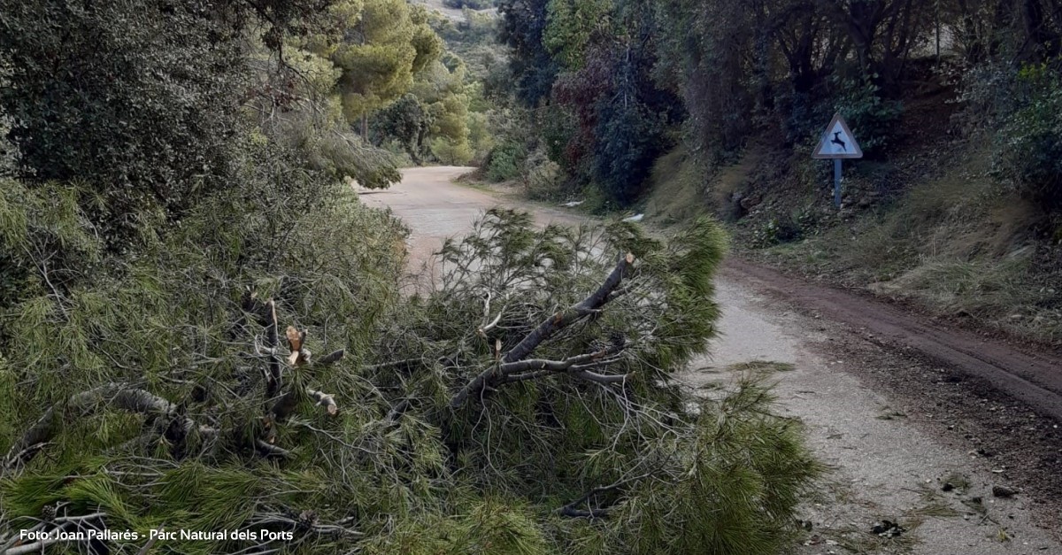 Uni de Pagesos alerta de perill d’incendis als boscos afectats pel temporal Filomena | EbreActiu.cat, revista digital d’oci actiu | Terres de l’Ebre ...