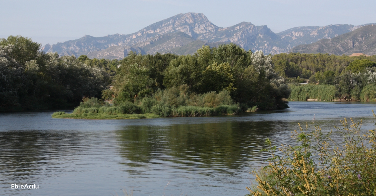 L’Associaci d’Afectats per la Mosca Negra reclama a la CHE que faciliti el primer tractament de l’any contra la plaga | EbreActiu.cat, revista digital d’oci actiu | Terres de l’Ebre ...