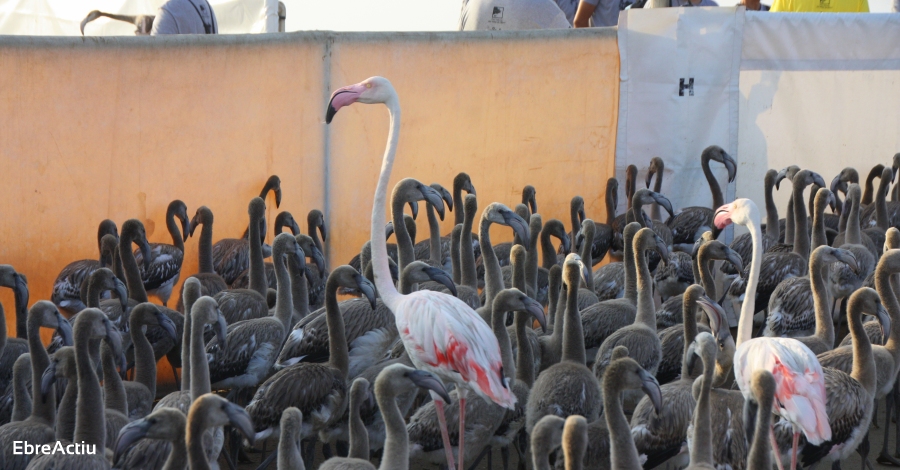 Rcord histric de parelles reproductores de flamenc al delta de l’Ebre | EbreActiu.cat, revista digital d’oci actiu | Terres de l’Ebre ...