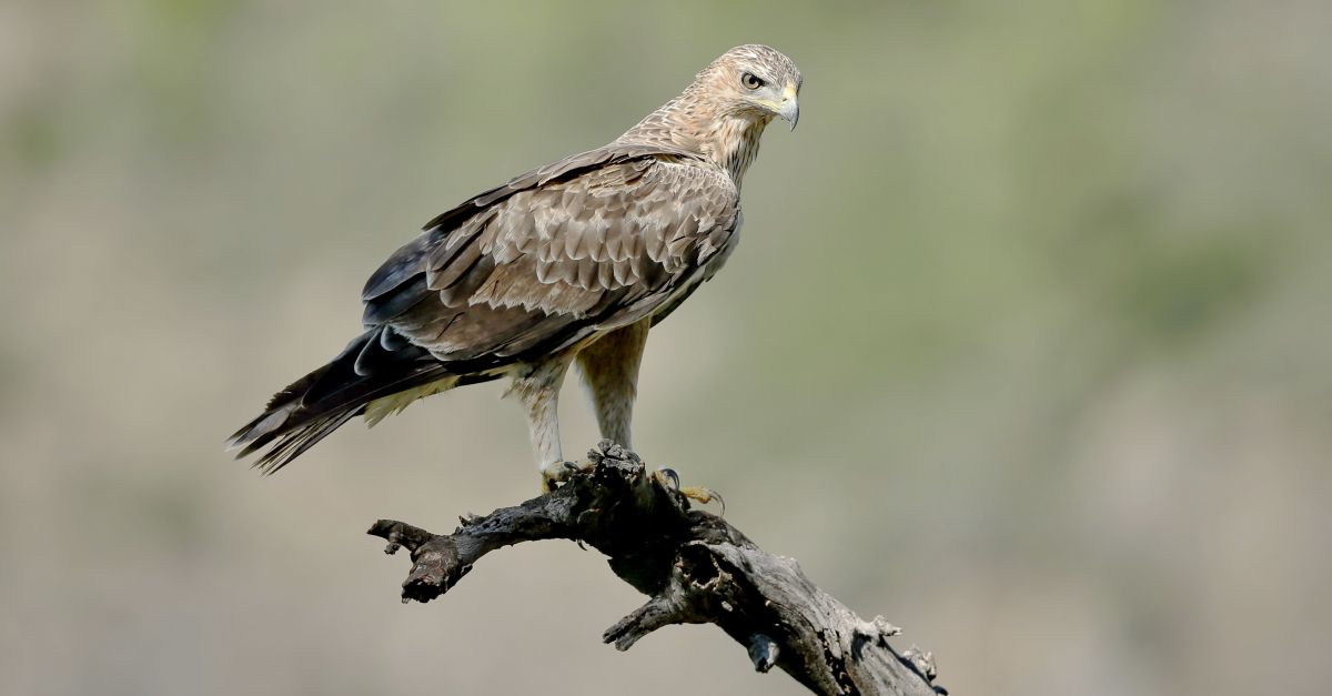 Actuacions per recuperar l’guila cuabarrada i la biodiversitat a l’Hospitalet de l’Infant | EbreActiu.cat, revista digital d’oci actiu | Terres de l’Ebre ...