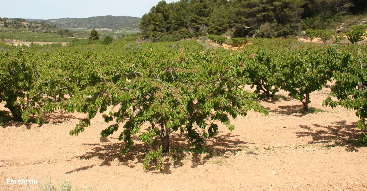 Uni de Pagesos alerta que la producci de cirera un 20% a l’Ebre per les gelades del mar | EbreActiu.cat, revista digital d’oci actiu | Terres de l’Ebre ...