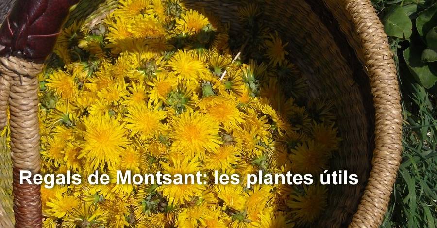 Regals de Montsant: les plantes tils