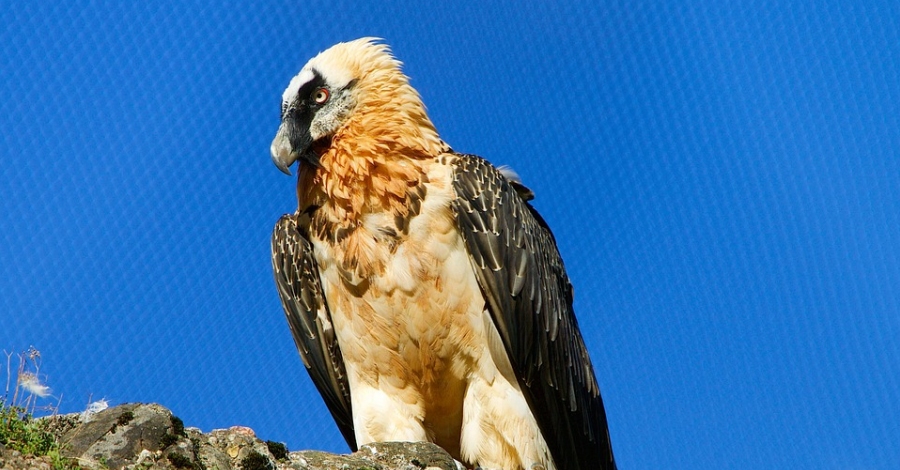 El Parc Natural dels Ports installa dos punts d’alimentaci suplementria per a trencalossos | EbreActiu.cat, revista digital d’oci actiu | Terres de l’Ebre ...