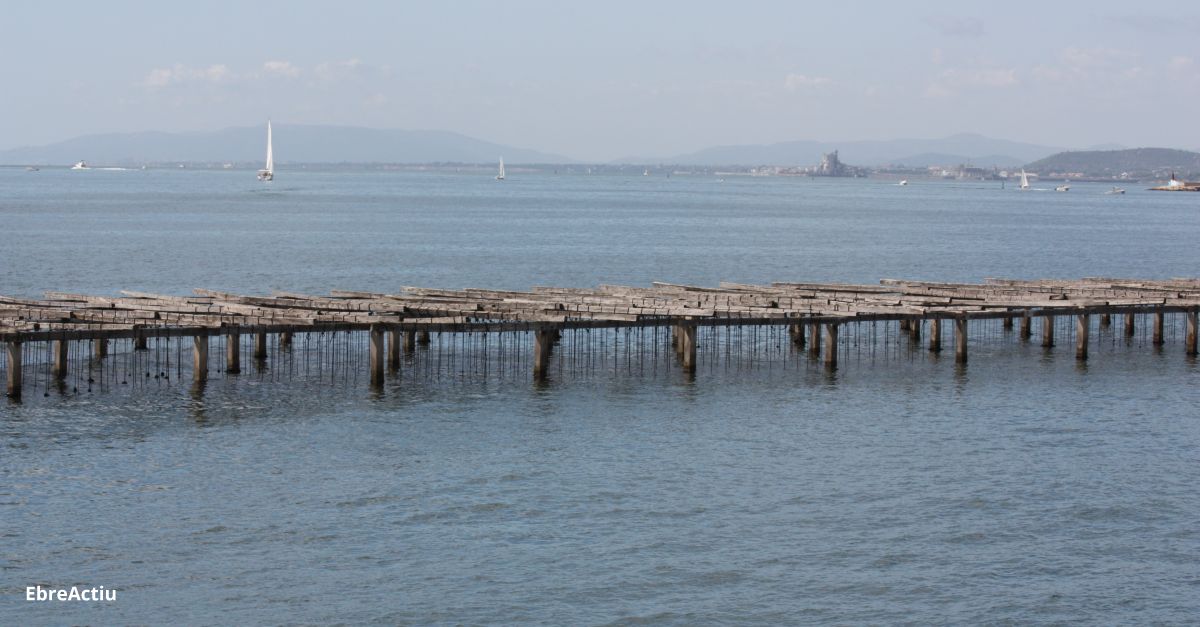 La badia dels Alfacs es reobre a la pesca desprs d’un mes i mig tancada per una alga marina txica | EbreActiu.cat, revista digital d’oci actiu | Terres de l’Ebre ...