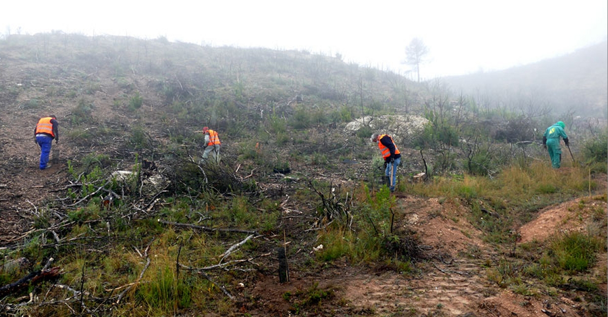 Flix inicia els treballs de repoblament forestal a la finca de l’Ermita del Remei | EbreActiu.cat, revista digital d’oci actiu | Terres de l’Ebre ...