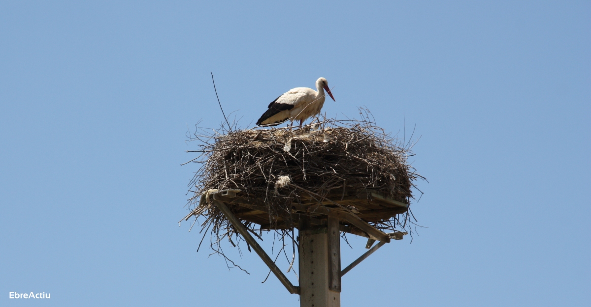 La Reserva Natural de Sebes anella els polls de cigonya blanca nascuts aquest any | EbreActiu.cat, revista digital d’oci actiu | Terres de l’Ebre ...