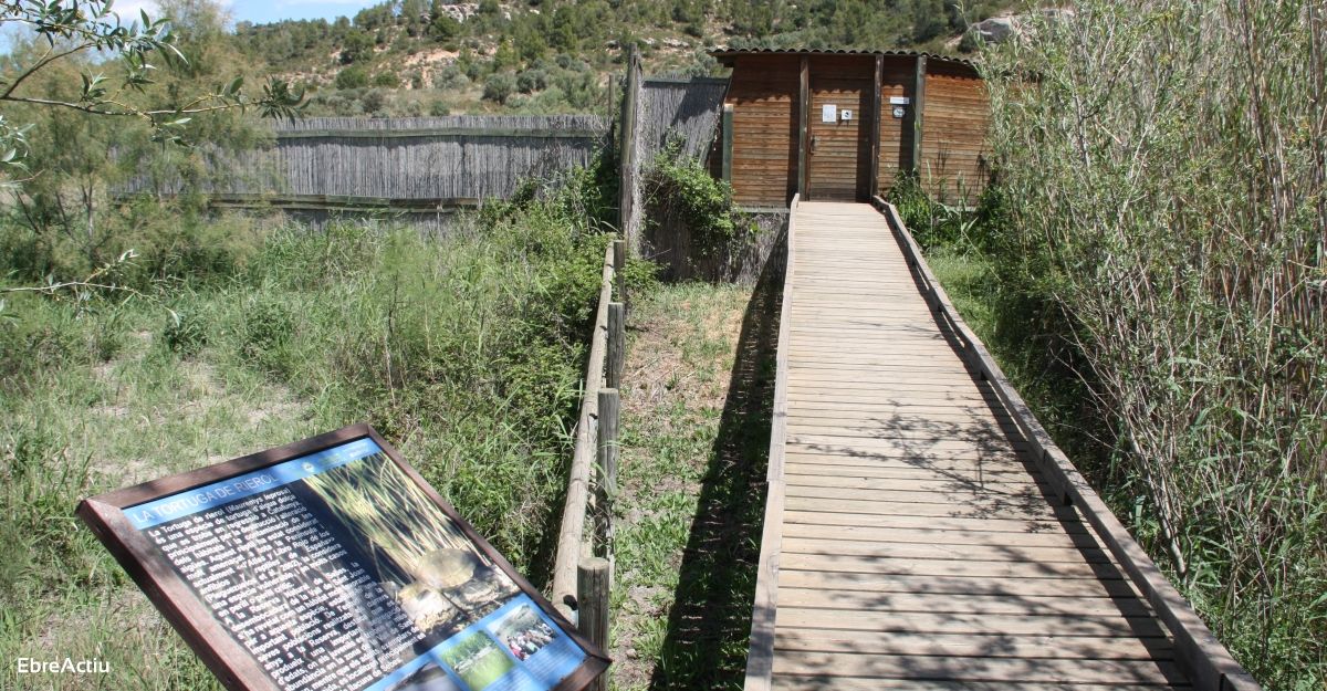 La Reserva Natural de Sebes anilla los polluelos de cigea blanca nacidos este ao | EbreActiu.cat, revista digital de ocio activo | Terres de l’Ebre...