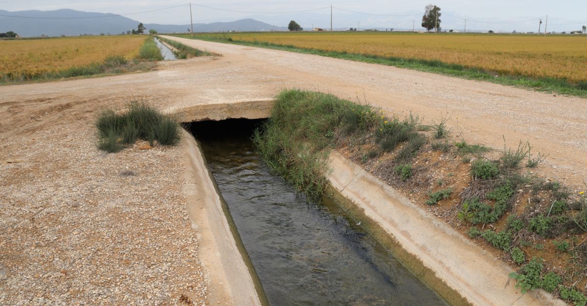 El delta de l’Ebre es prepara per iniciar la campanya de l’arrs amb la meitat de dotaci d’aigua de reg | EbreActiu.cat, revista digital d’oci actiu | Terres de l’Ebre ...