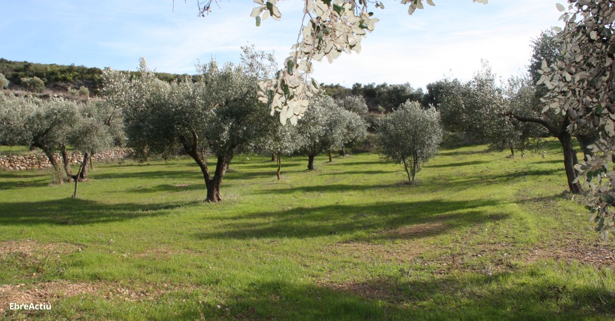 La Ribera d’Ebre acollir la quarta Jornada d’Iniciatives Oleoturstiques de Catalunya | EbreActiu.cat, revista digital d’oci actiu | Terres de l’Ebre ...