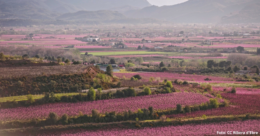 La Ribera en flor obre la temporada turstica de la Ribera d’Ebre | EbreActiu.cat, revista digital d’oci actiu | Terres de l’Ebre ...