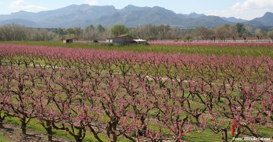 La Ribera en flor obre la temporada turstica de la Ribera d’Ebre | EbreActiu.cat, revista digital d’oci actiu | Terres de l’Ebre ...