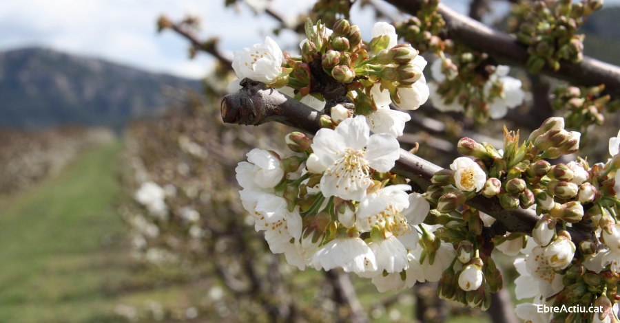 La floraci dels presseguers ja ha comenat a la Ribera d’Ebre! | EbreActiu.cat, revista digital d’oci actiu | Terres de l’Ebre ...