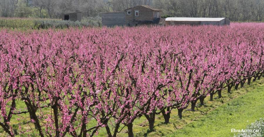 La floraci dels presseguers ja ha comenat a la Ribera d’Ebre! | EbreActiu.cat, revista digital d’oci actiu | Terres de l’Ebre ...