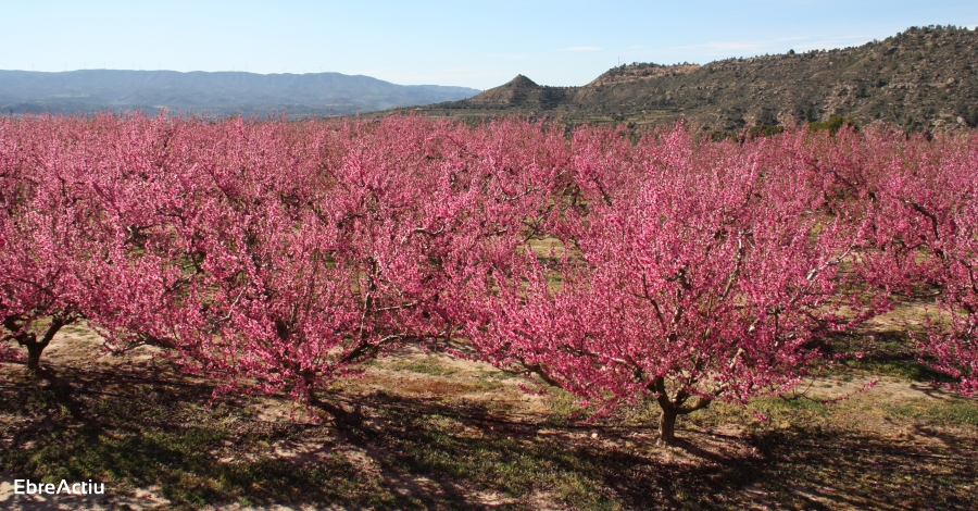 La Ribera en flor | EbreActiu.cat, revista digital d’oci actiu | Terres de l’Ebre ...