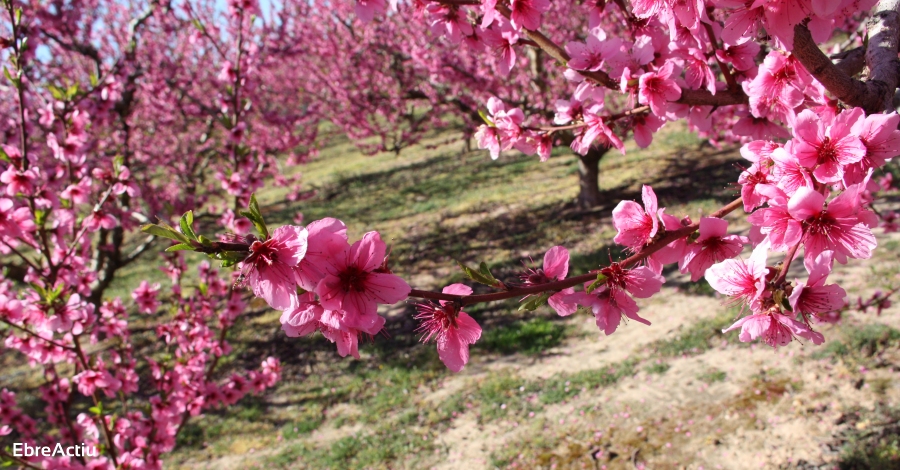 La Ribera en flor | EbreActiu.cat, revista digital d’oci actiu | Terres de l’Ebre ...