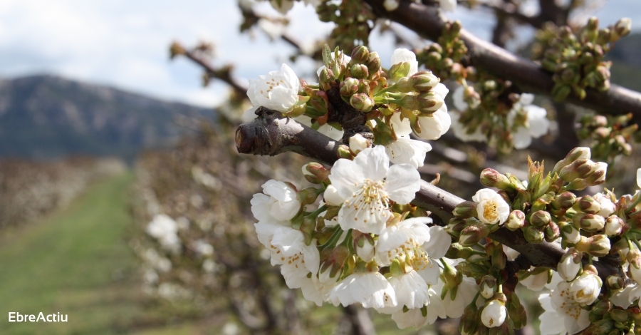 La Ribera en flor es consolida amb noves experincies als camps d’arbres fruiters | EbreActiu.cat, revista digital d’oci actiu | Terres de l’Ebre ...