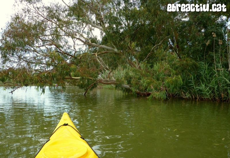 Riu Ebre i gola de Migjorn amb caiac | EbreActiu.cat, revista digital d’oci actiu | Terres de l’Ebre ...