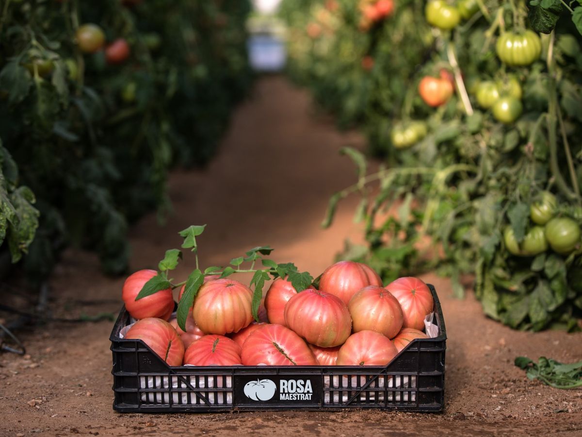 Rosa del Maestrat. Todo el sabor del tomate con residuo cero | EbreActiu.cat, revista digital de ocio activo | Terres de l’Ebre...