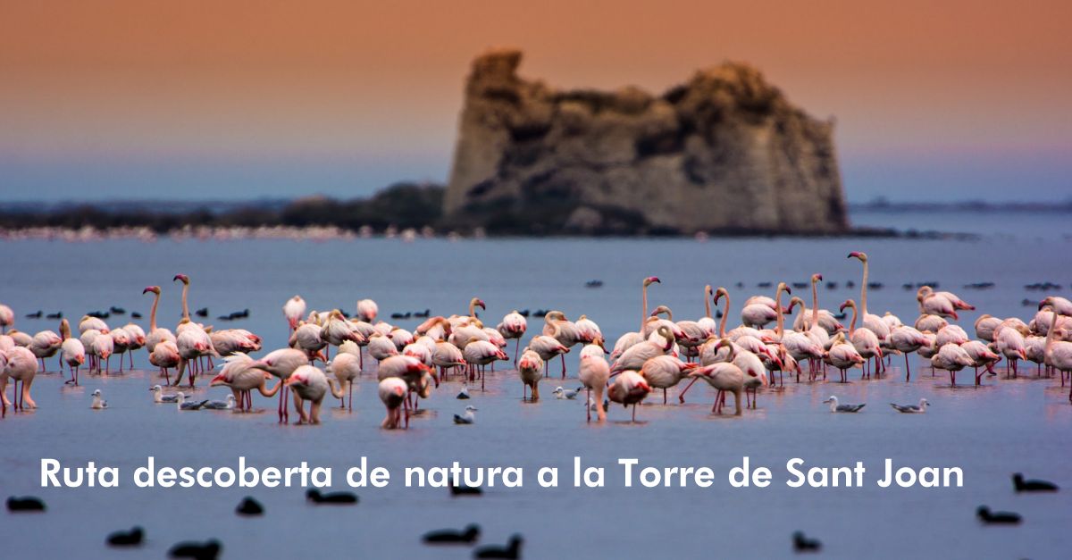 Ruta descoberta de natura a la Torre de Sant Joan